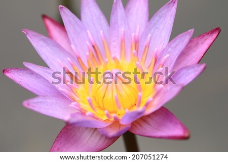 Water Lily flower,closeup of purple Water Lily flower