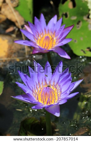 Water Lily and bee,blooming Water Lily flowers and bees in the pond