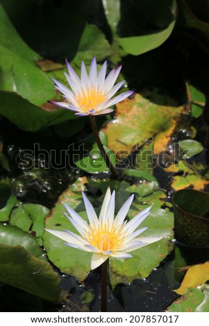 Water Lily,blooming Water Lily flowers in the pond