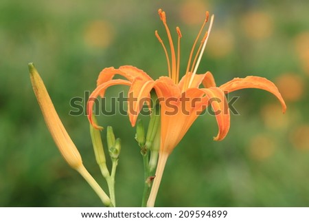 Day lily flower,blooming orange day lily flower with buds