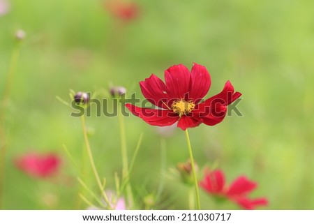 Cosmos flowers and buds,red Cosmos flowers blooming in the garden,Cosmos Bipinnata Hort