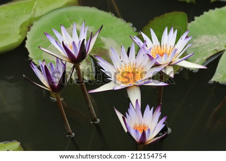 Water Lily flowers,purple and yellow Water Lily flowers blooming in the pond