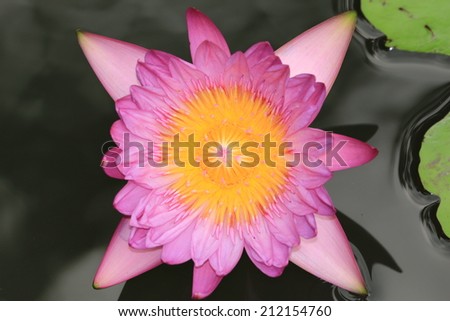 Water Lily flower,purple and yellow Water Lily flower in bloom