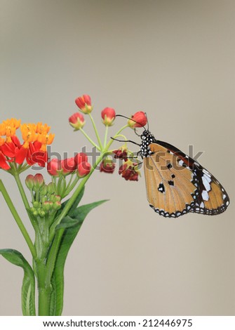 Common Tiger butterfly and flowers,a beautiful butterfly on the blooming flower