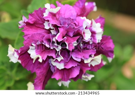 Common Petunia flower,purple and white Common Petunia flower blooming in the garden