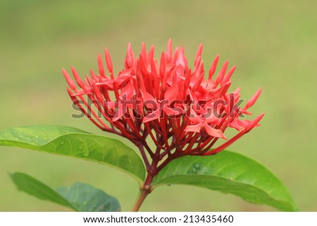 Chinese Ixora flower,closeup of blooming red flower in the garden,Jungle Flame,Jungle Geranium,Flame of the woods,Dwarf Ixora