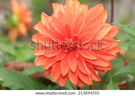 Dahlia flower,orange and yellow Dahlia flowers blooming in the garden