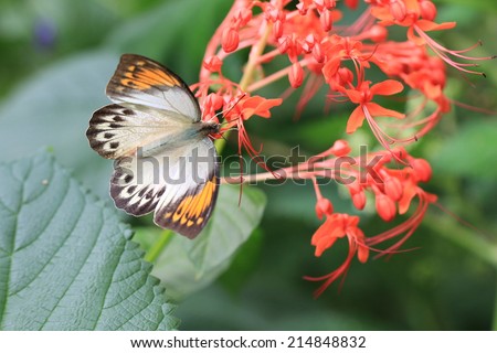 Great Orange Tip butterfly and flowers,a beautiful butterfly on the blooming red flower
