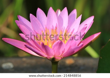 Water Lily flower,closeup of pink Water Lily flower in full bloom