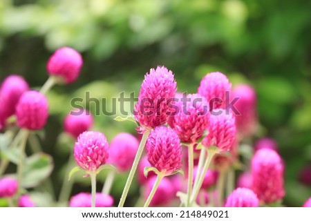Bachelor's Button flowers,Globeamaranth flowers,peach flowers blooming in the garden