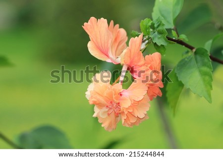 Hibiscus flower,orange and yellow flower blooming in the garden,Chinese hibiscus,China rose