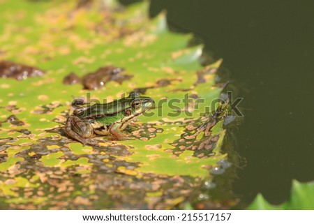 Green Pond Frog and Water Lily leaf,a Green Pond Frog resting on the Water Lily leaf