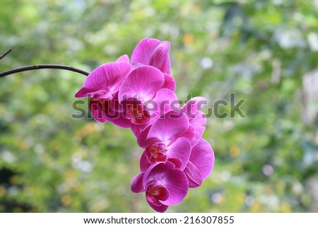 Butterfly Orchid flower,peach Butterfly Orchid flower blooming in the garden,Moth Orchid flower