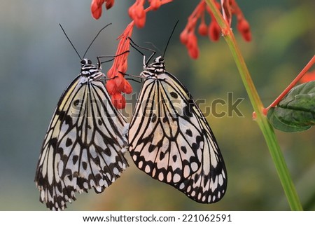 Large Tree Nymphs butterflies mating,a pair of beautiful butterflies come together to mate and continue on tradition,Paper Kite butterfly,Rice Paper butterfly