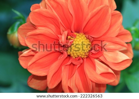 Dahlia flower,close up of orange Dahlia flower in full bloom
