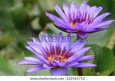 Water Lily flowers,closeup of purple Water Lily flowers in full bloom