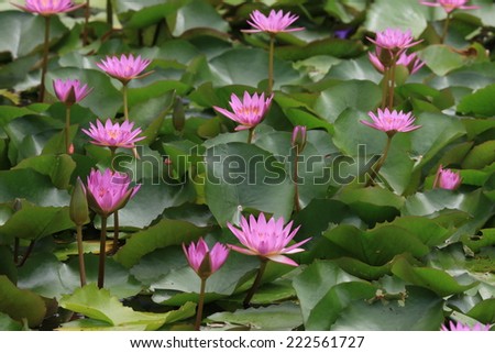 Water Lily flowers and buds,pink Water Lily flowers and buds in the pond