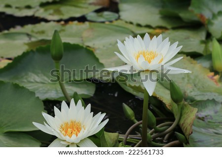 Water Lily flowers and buds,white Water Lily flowers and buds in the pond