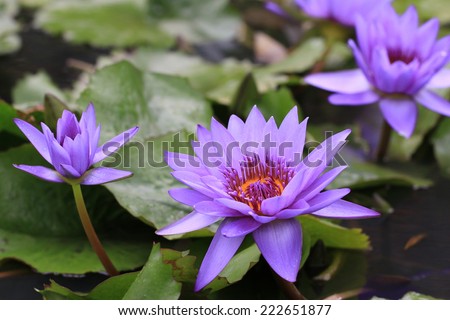Water Lily flowers with raindrop,closeup of purple Water Lily flowers with raindrop in the pond