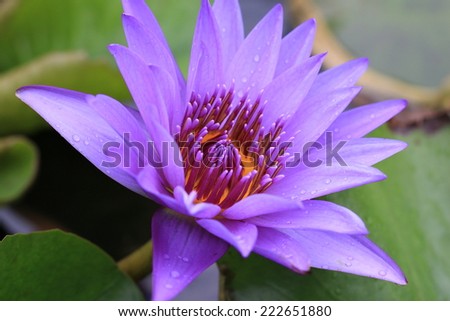 Water Lily flower with raindrop,closeup of purple Water Lily flower with raindrop in the pond