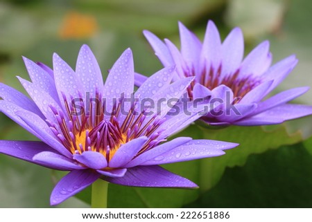 Water Lily flowers,closeup of two purple Water Lily flowers in full bloom