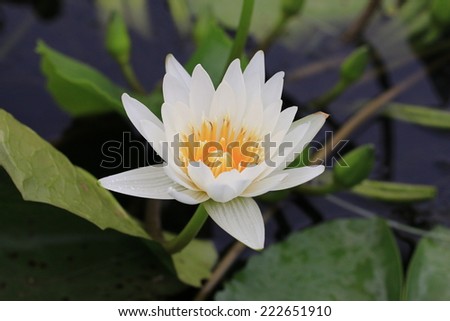 Water Lily flower with raindrop,closeup of white Water Lily flower in full bloom with raindrop