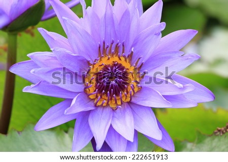 Water Lily flower,closeup of purple Water Lily flower in full bloom