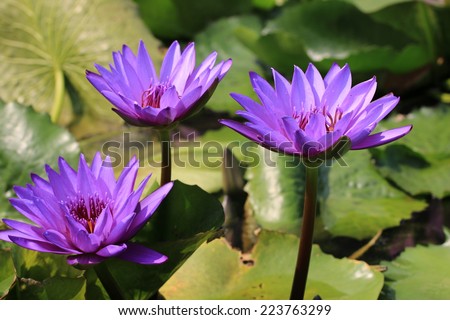 Water Lily flowers,closeup of three purple Water Lily flowers in full bloom