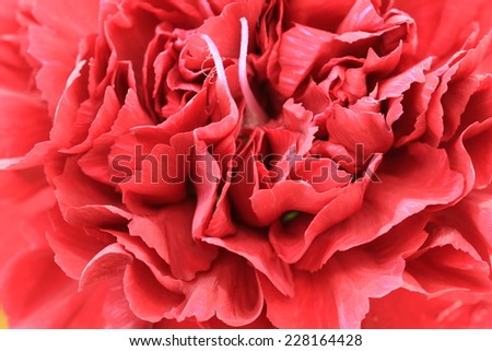 Carnation flower,closeup of red Carnation flower in full bloom,Clove Pink flower