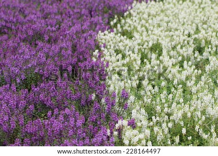 Angel Flowers,purple and white Angelonia flowers blooming in the garden,Summer Snapdragon flowers,Narrowleaf Angelon flowers