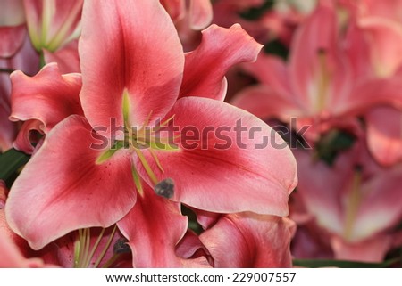Lily flowers,closeup of red with white lily flowers in full bloom