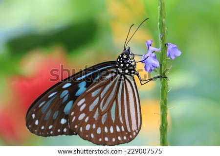 Blue Spotted Milkweed butterfly and flower,a beautiful butterfly on the purple flower in garden