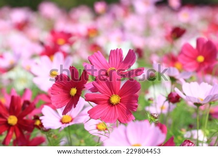 Cosmos flowers,red and pink Cosmos flowers blooming in the garden,Cosmos Bipinnata Hort