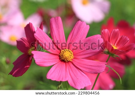 Cosmos flowers,closeup of the red Cosmos flowers blooming in the garden,Cosmos Bipinnata Hort