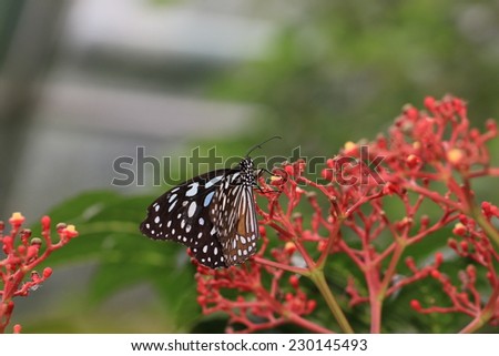 Large Tree Nymphs butterfly and flowers,a beautiful butterfly on the red flowers,Paper Kite butterfly,Rice Paper butterfly