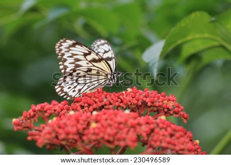 Large Tree Nymphs butterfly and flowers,a beautiful butterfly on the red flowers,Paper Kite butterfly,Rice Paper butterfly