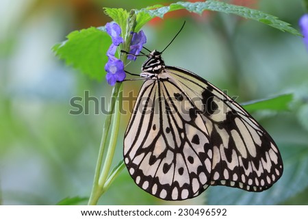 Large Tree Nymphs butterfly and flowers,a beautiful butterfly on the purple flower,Paper Kite butterfly,Rice Paper butterfly