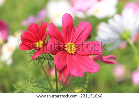 Cosmos flowers,red and white Cosmos flowers blooming in the garden,Cosmos Bipinnata Hort