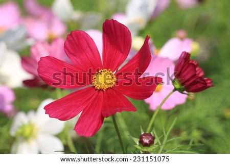 Cosmos flowers and bud,red and pink,white Cosmos flowers blooming in the garden,Cosmos Bipinnata Hort