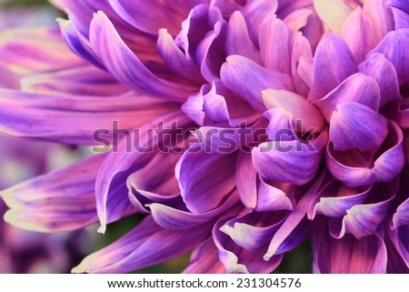 Chrysanthemum flower,closeup of purple Chrysanthemum flower in full bloom
