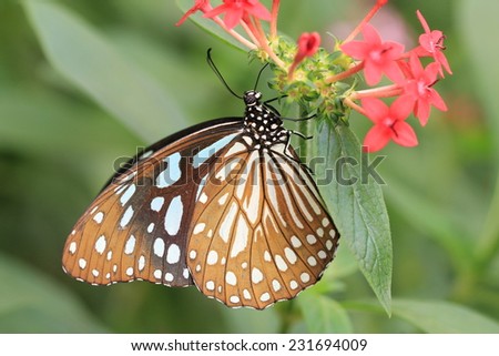 Blue Spotted Milkweed butterfly and flowers,a beautiful butterfly on the red flower in garden
