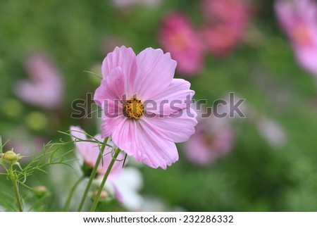 Cosmos flowers,pink Cosmos flowers blooming in the garden,Cosmos Bipinnata Hort