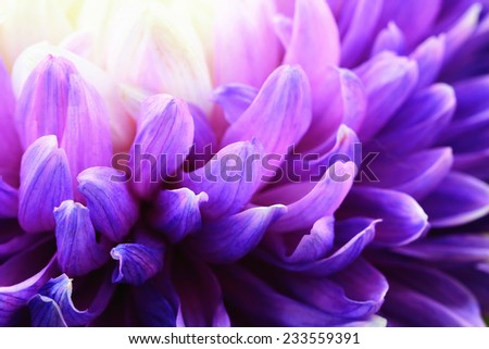 Chrysanthemum flower,closeup of purple Chrysanthemum flower in full bloom