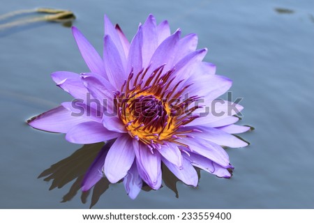 Water Lily flower,closeup of purple Water Lily flower in the pond