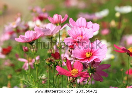 Cosmos flowers,pink and red Cosmos flowers blooming in the garden,Cosmos Bipinnata Hort