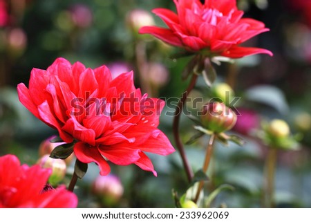 Dahlia flowers and buds,red Dahlia flowers and buds blooming in the garden