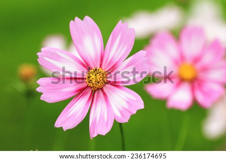 Cosmos flowers,closeup of pink with white Cosmos flowers blooming in the garden,Cosmos Bipinnata Hort