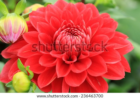 Dahlia flower and buds,red Dahlia flowers and buds blooming in the garden