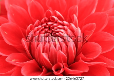 Dahlia flower,closeup of red Dahlia flower in full bloom