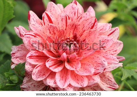 Dahlia flower,pink with red Dahlia flower in full bloom in garden
